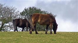 Horses grazing on the fields around the Cornish Seal Sanctuary, Gweek